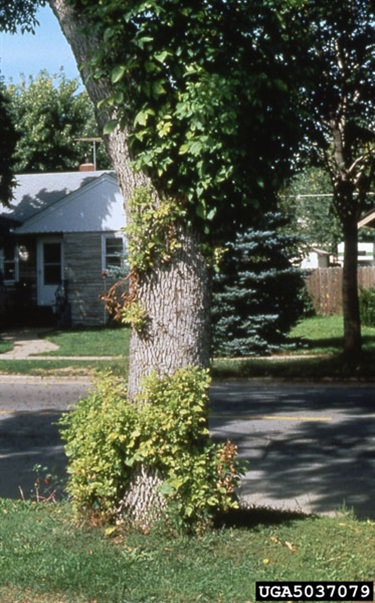 EAB-Trunk.jpg