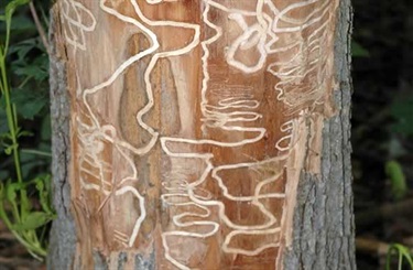 Emerald-Ash-Borer-575x375.jpg