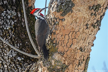 Y9-02-London-Road-Ash-Tree-Pileated-Woodpeckers-02.jpg